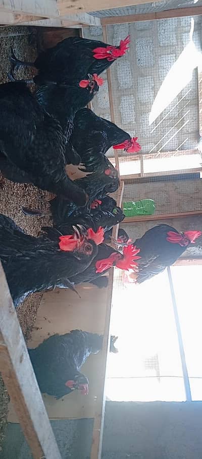 Fancy Hens