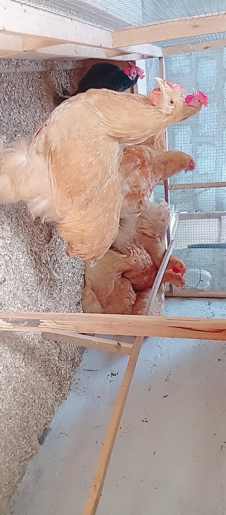 Fancy Hens 2