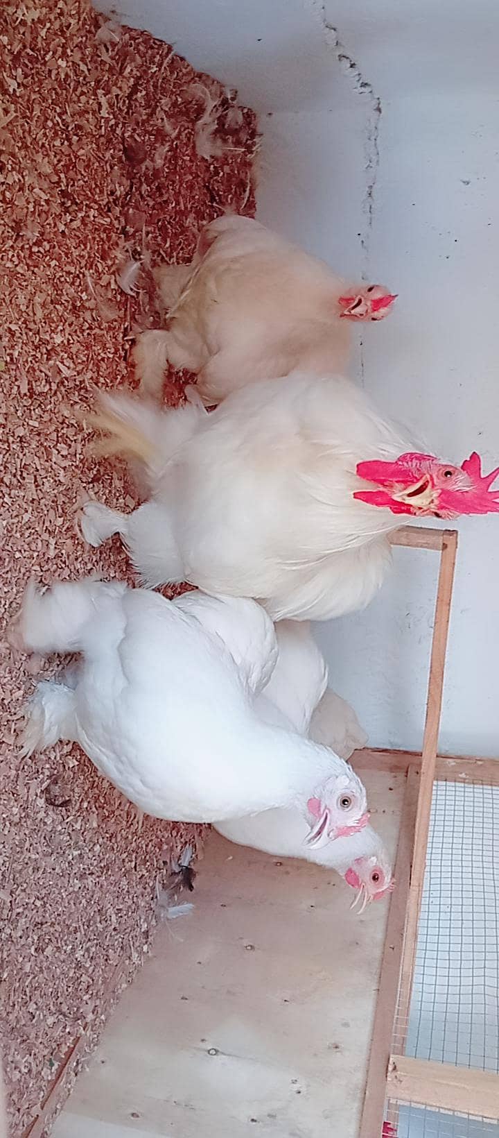Fancy Hens 3