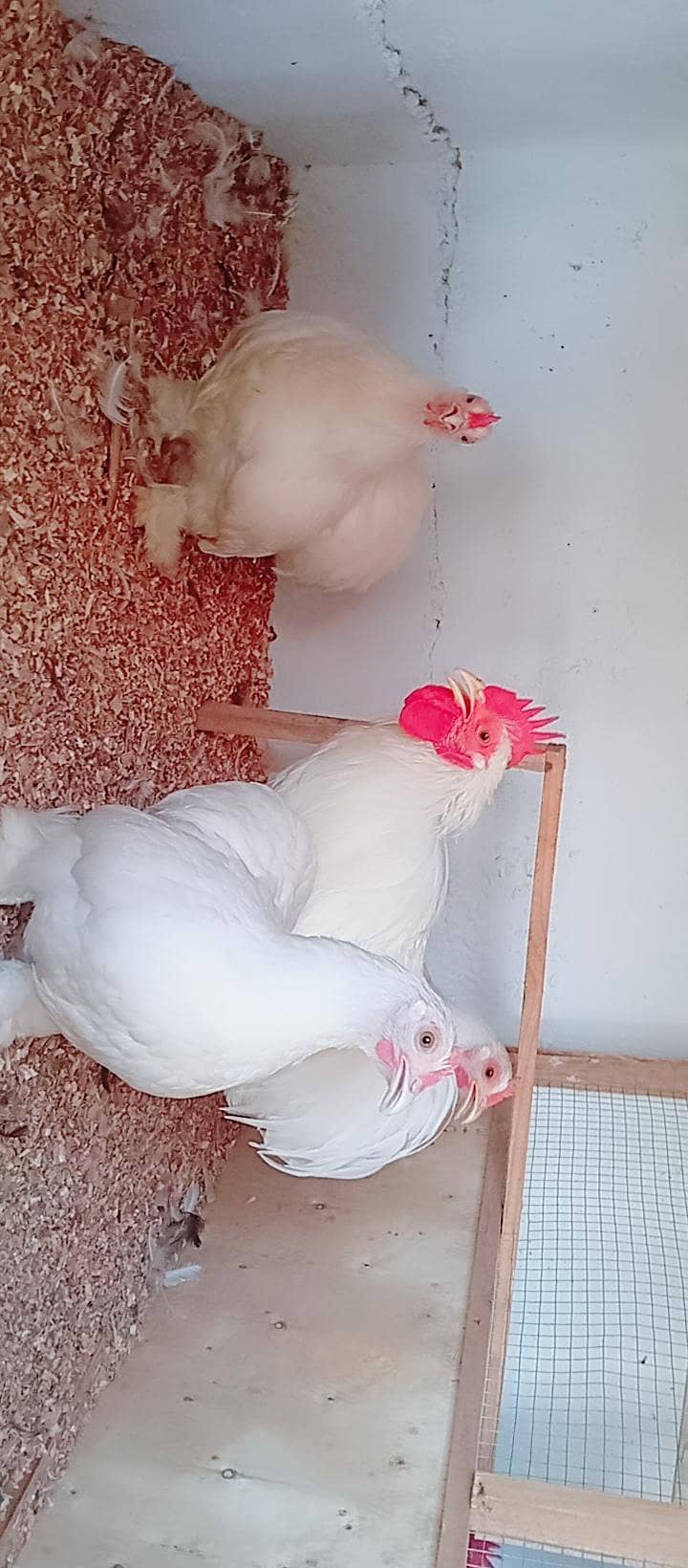 Fancy Hens 4