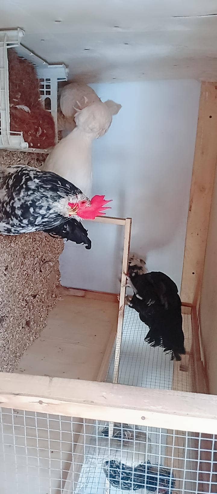 Fancy Hens 5