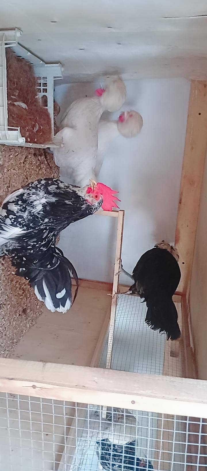 Fancy Hens 6