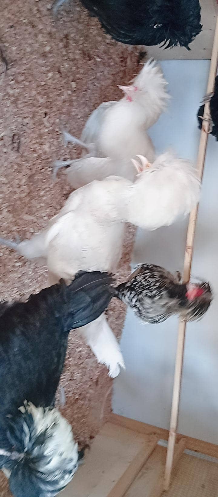 Fancy Hens 7