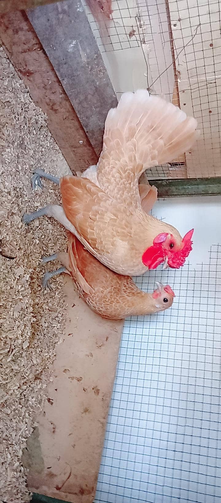 Fancy Hens 8