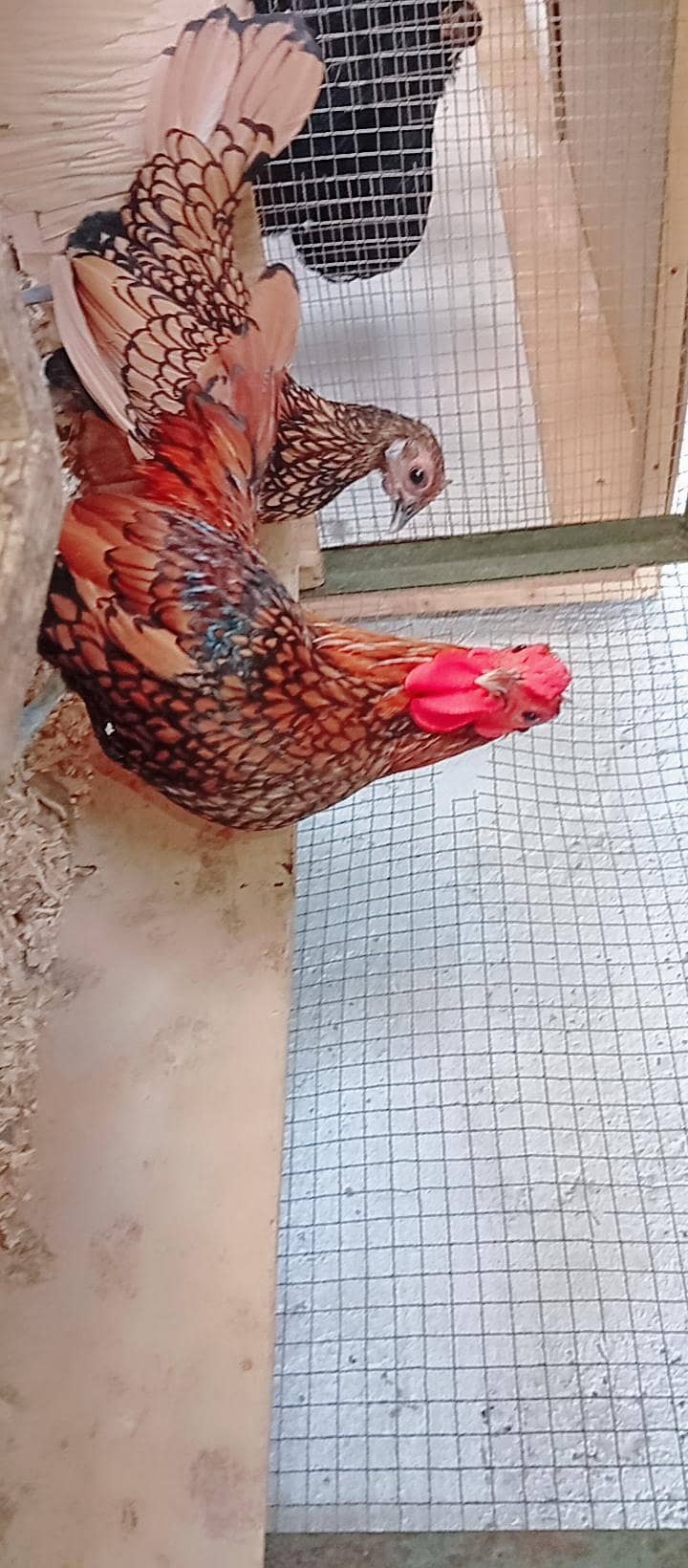 Fancy Hens 9
