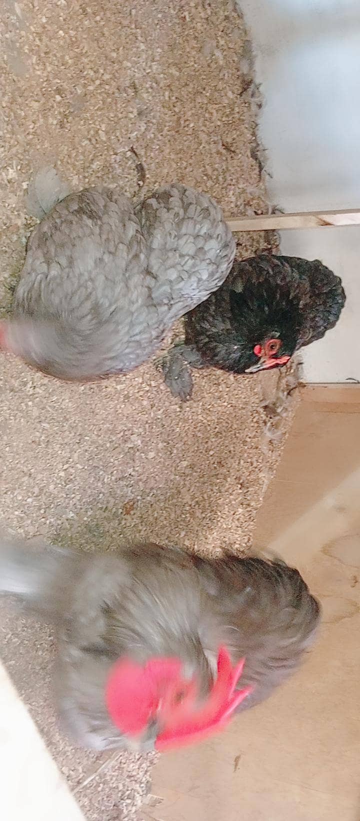 Fancy Hens 10