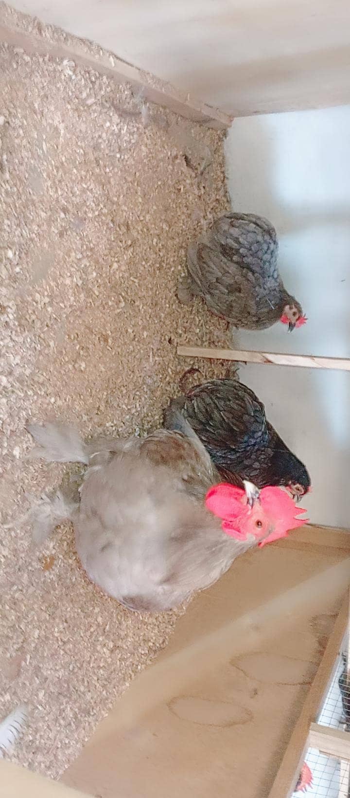 Fancy Hens 11