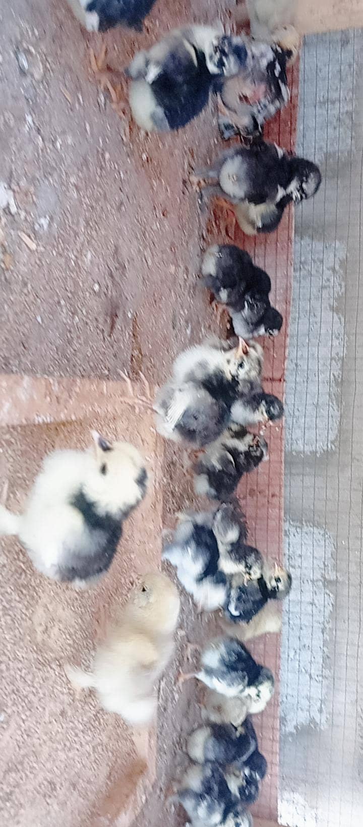 Fancy Hens 12