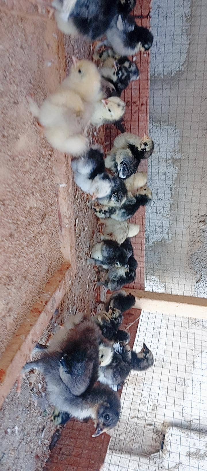 Fancy Hens 13
