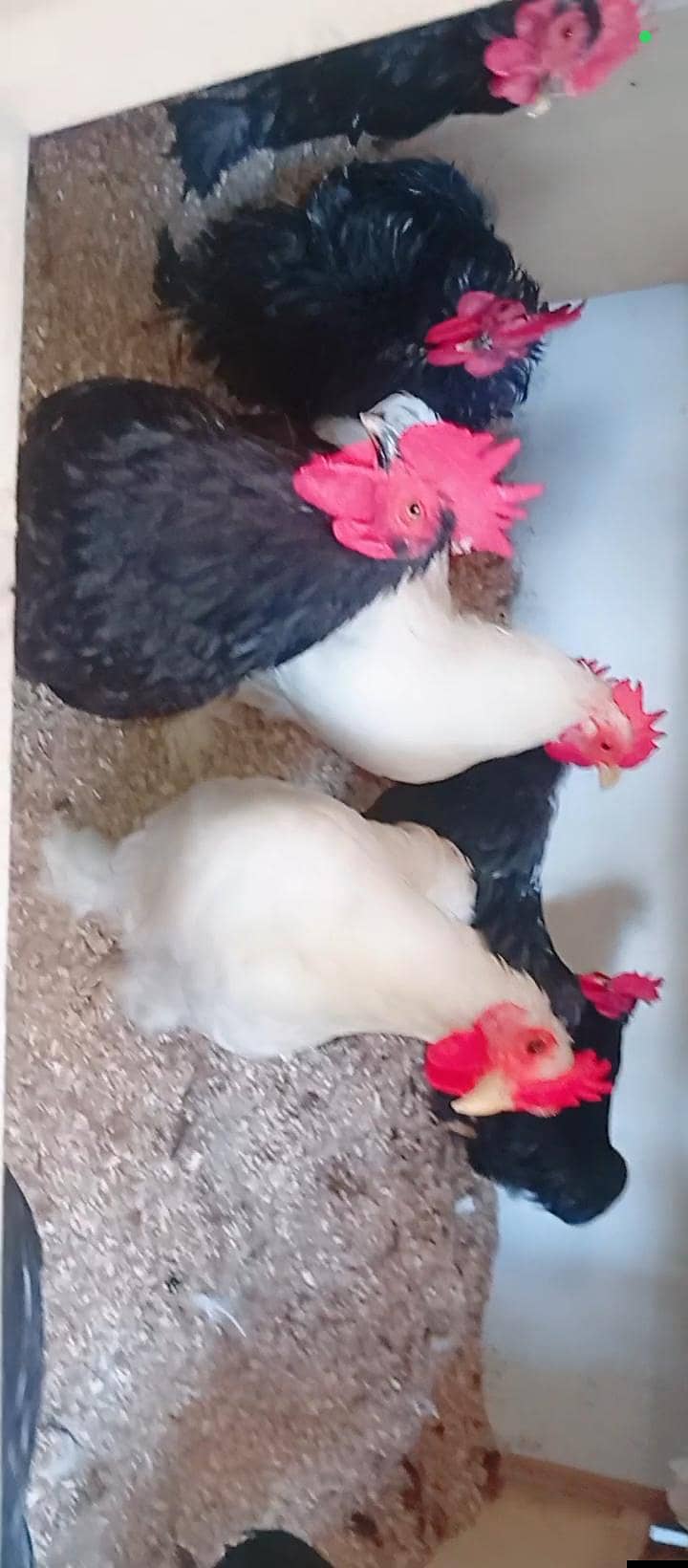 Fancy Hens 14