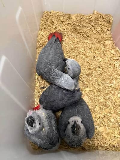 African grey parrot chicke for sale 0342/0708/863