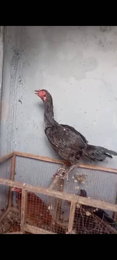 ASEEL FEMALE
