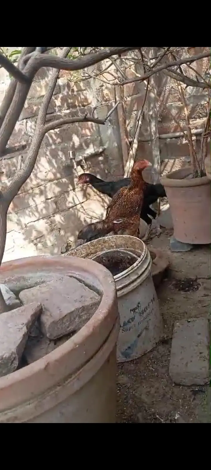 ASEEL FEMALE — photo 5