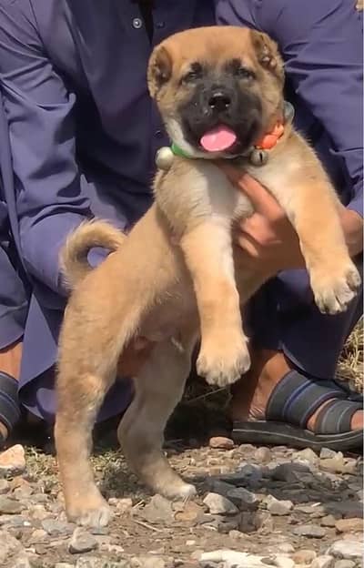 Kurdish kangal / security dog / king kurdish kangal puppies