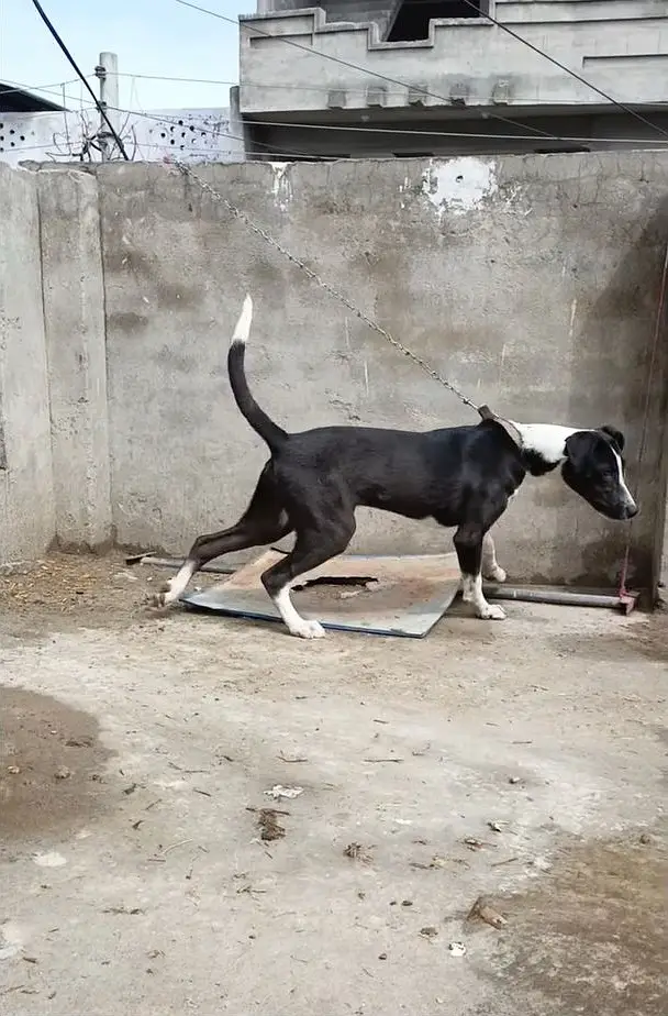 Trained bully dog for livestock and farms — photo 3