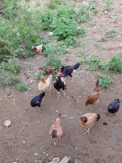 Aseel for sale