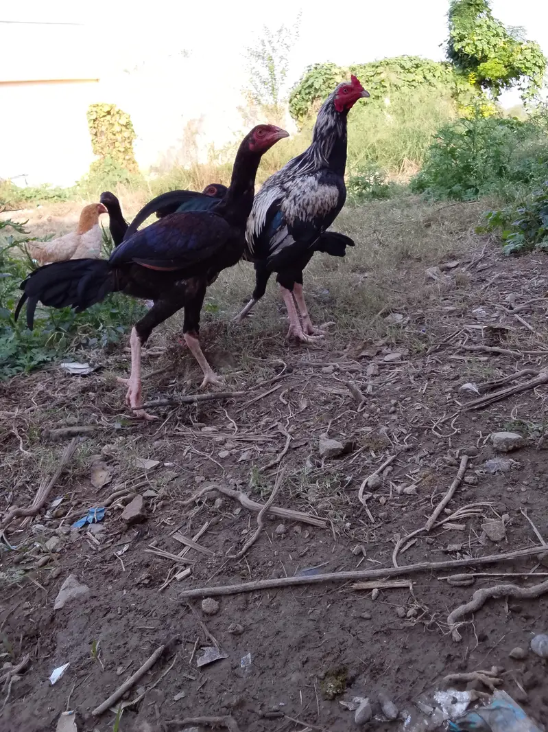 Aseel for sale — photo 4
