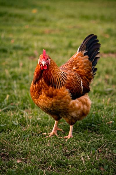 golden mishri hen for sale