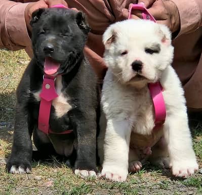 Alabai dog / alabai puppies / security dog for sale
