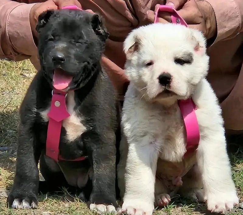 Alabai dog / alabai puppies / security dog for sale — photo 2
