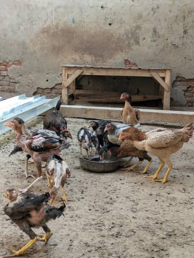 Adult chicks