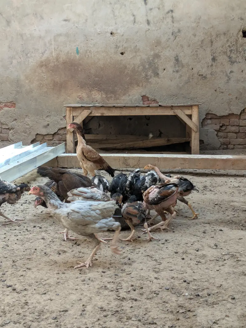 Adult chicks — photo 2