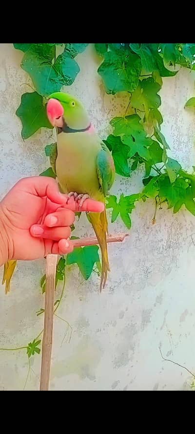 Kashmir Parrot – 2 Years Old | Talking pair