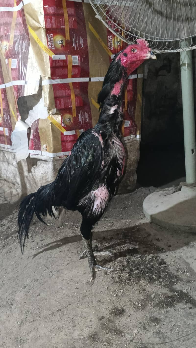 panas pakoye 2
