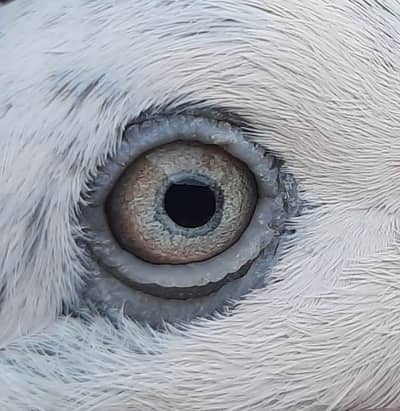 teddy. sialkoti. kasori or chapra/ pigeon 0333"84. . . 82. . 008. .
