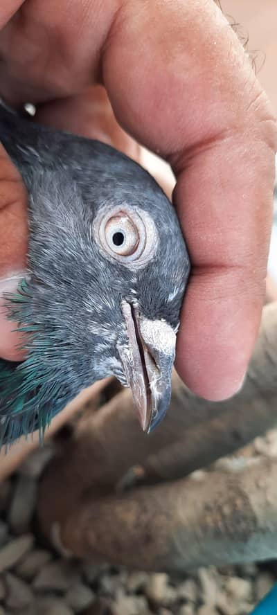 teddy. sialkoti. kasori or chapra/ pigeon 0333"84. . . 82. . 008. .