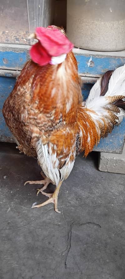 Aseel murga for sale