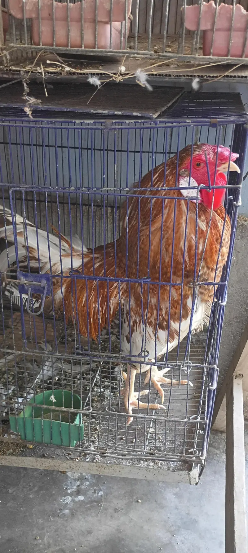 Aseel murga for sale — photo 4