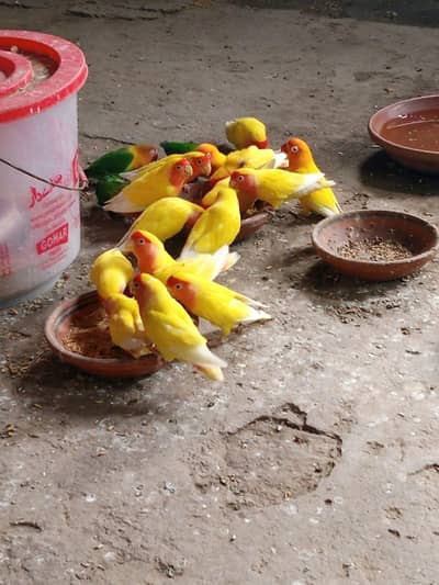 love bird colony  breeder pairs