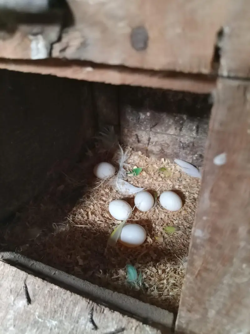 love bird colony  breeder pairs — photo 2
