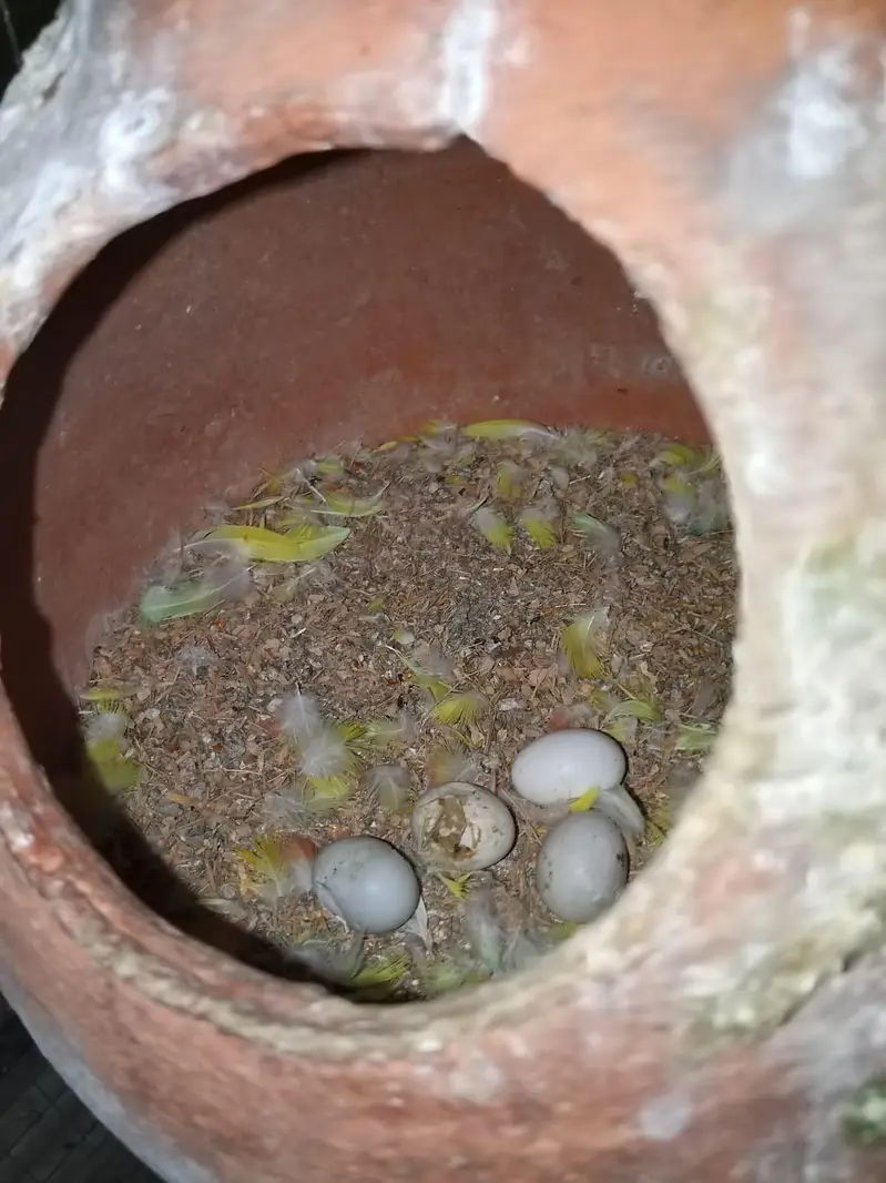 love bird colony  breeder pairs — photo 3