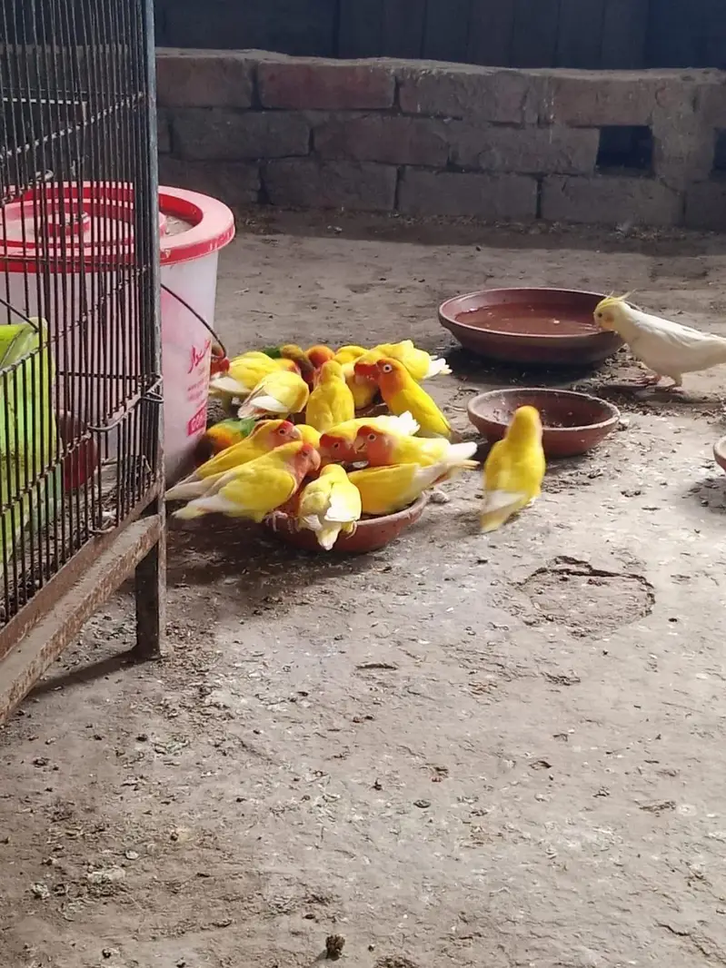 love bird colony  breeder pairs — photo 4