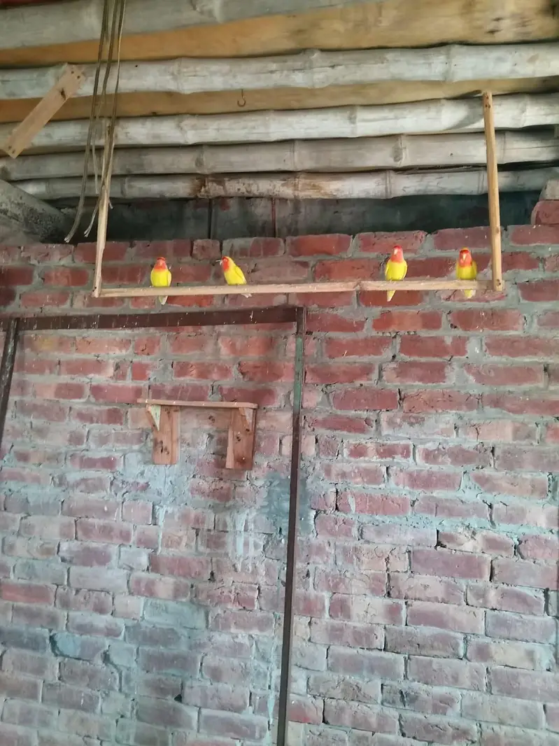 love bird colony  breeder pairs — photo 5