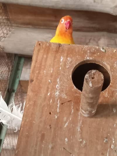 love bird colony  breeder pairs