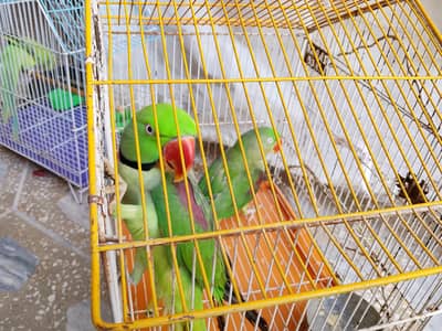 raw parrot pair. .