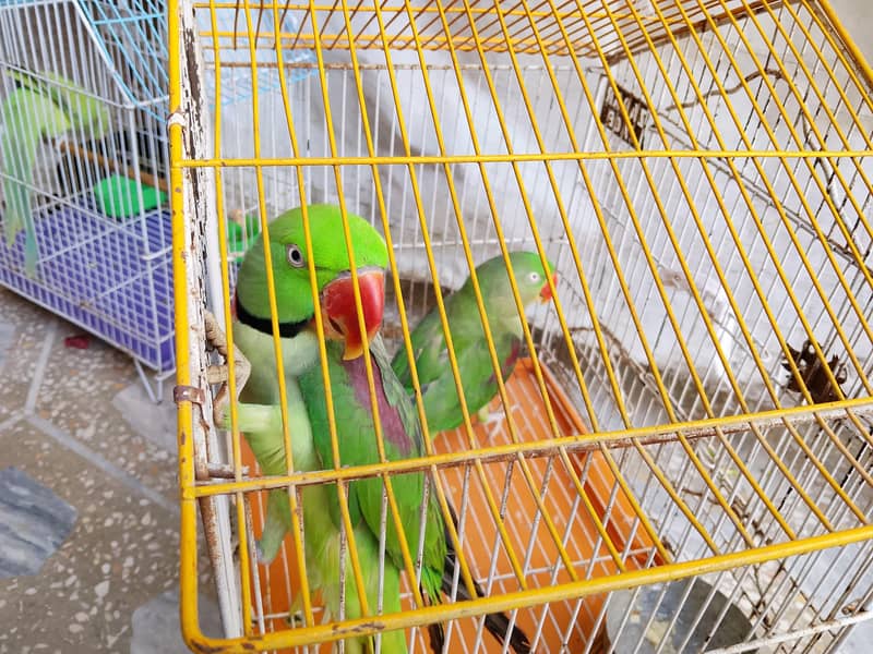 raw parrot pair. . 0