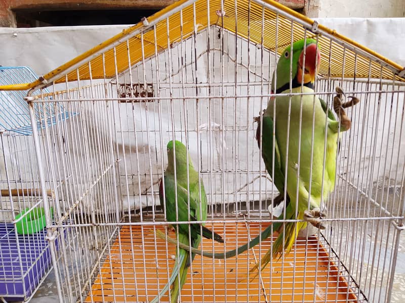raw parrot pair. . 1