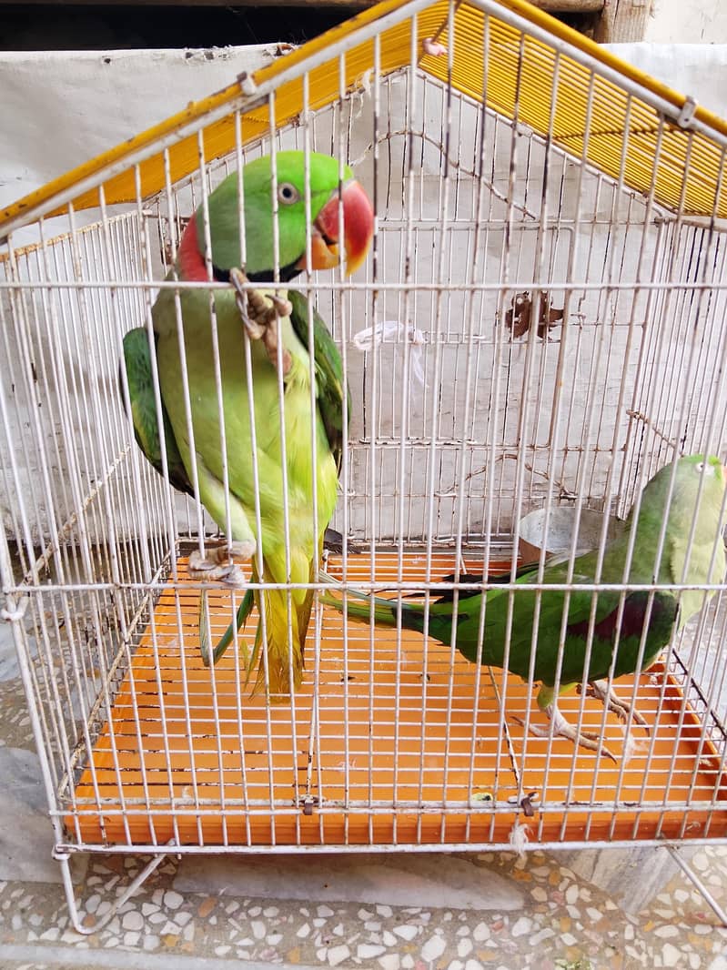 raw parrot pair. . 2