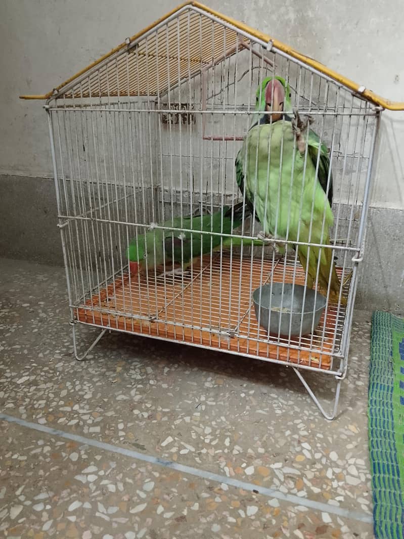 raw parrot pair. . 3