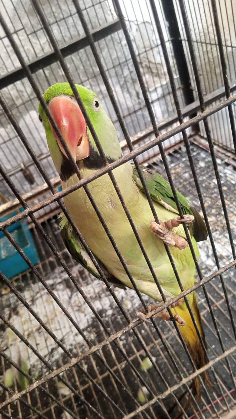 raw parrot pair. . 4