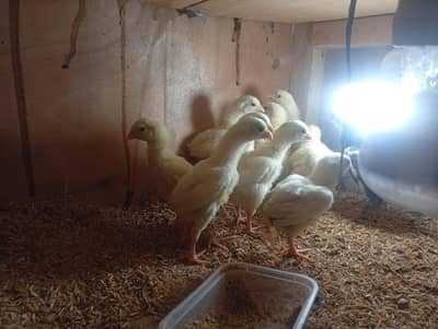 turkey chicks and white polish and Coco polish available