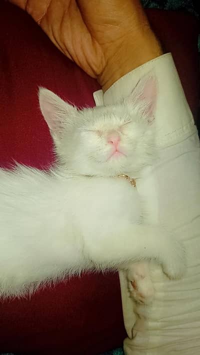 White cat with brown eyes