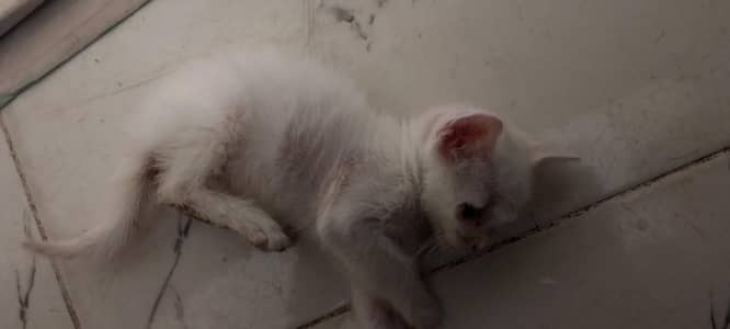 Cat baby