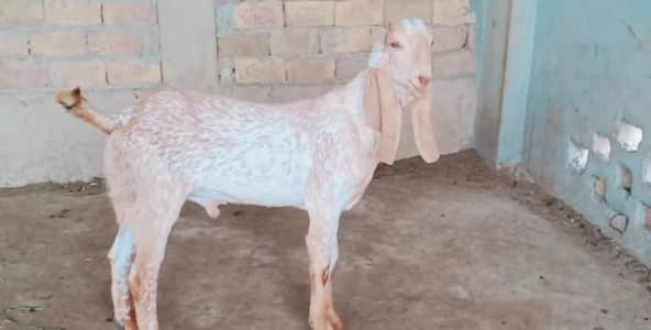 desi Bakra for sale call