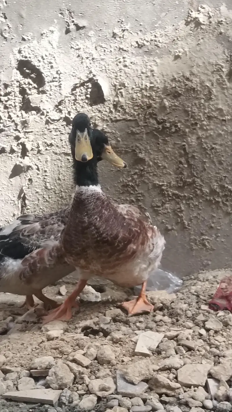 PREMIUM QUALITY DUCKS PAIR AVAILABLE — photo 2