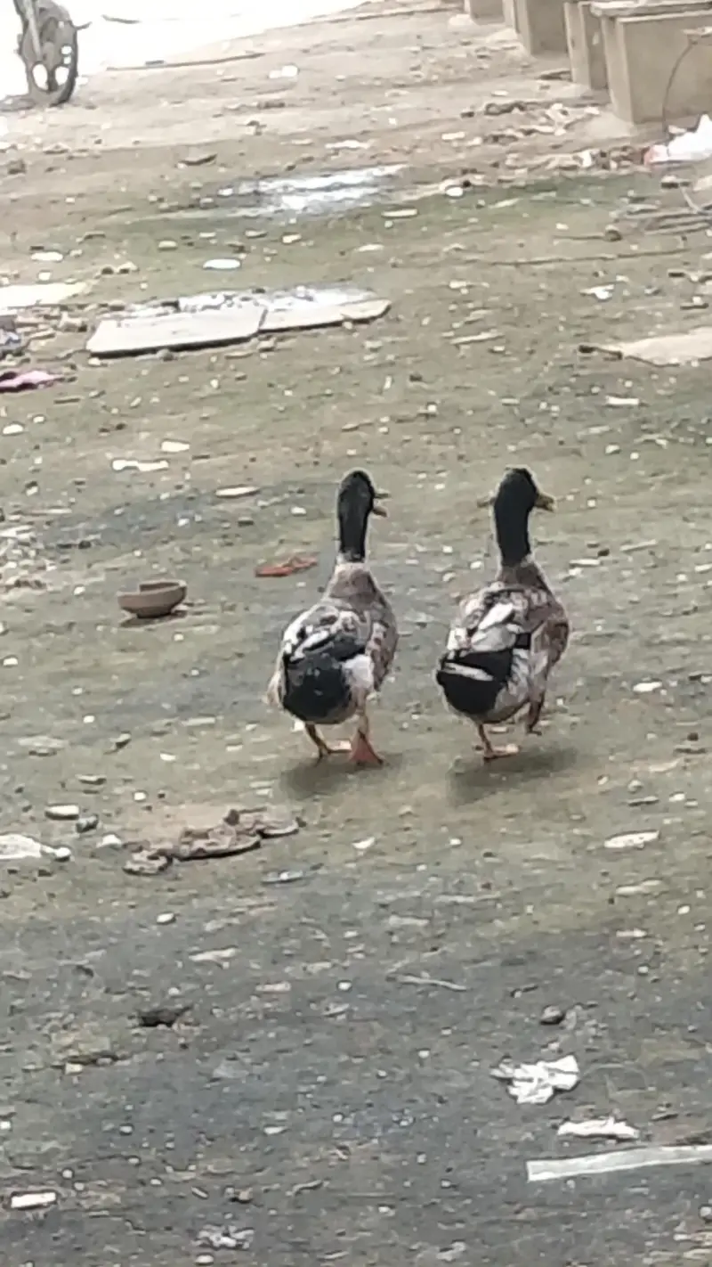 PREMIUM QUALITY DUCKS PAIR AVAILABLE — photo 3
